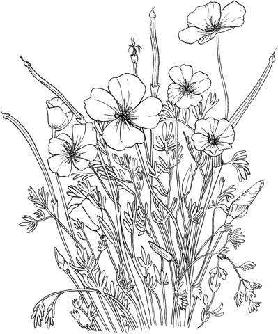 Golden Poppy Or California Poppy Coloring Page